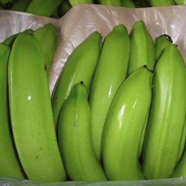 Fresh Ugandan Cavendish Green Bananas