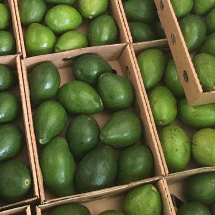 Fresh Ugandan Avocados (Feurta, Jumbo, and Hass)