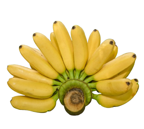 Fresh Ugandan Apple Bananas (Baby Bananas)