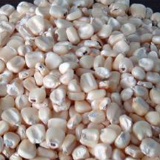 Quality Corn Maize Produce(Kg)