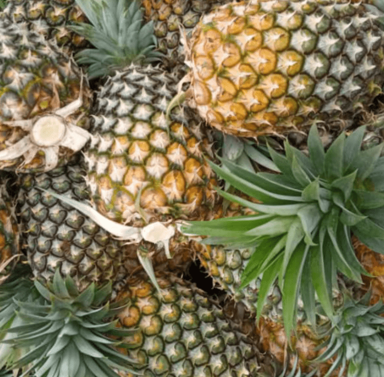 Fresh Ugandan Pineapples